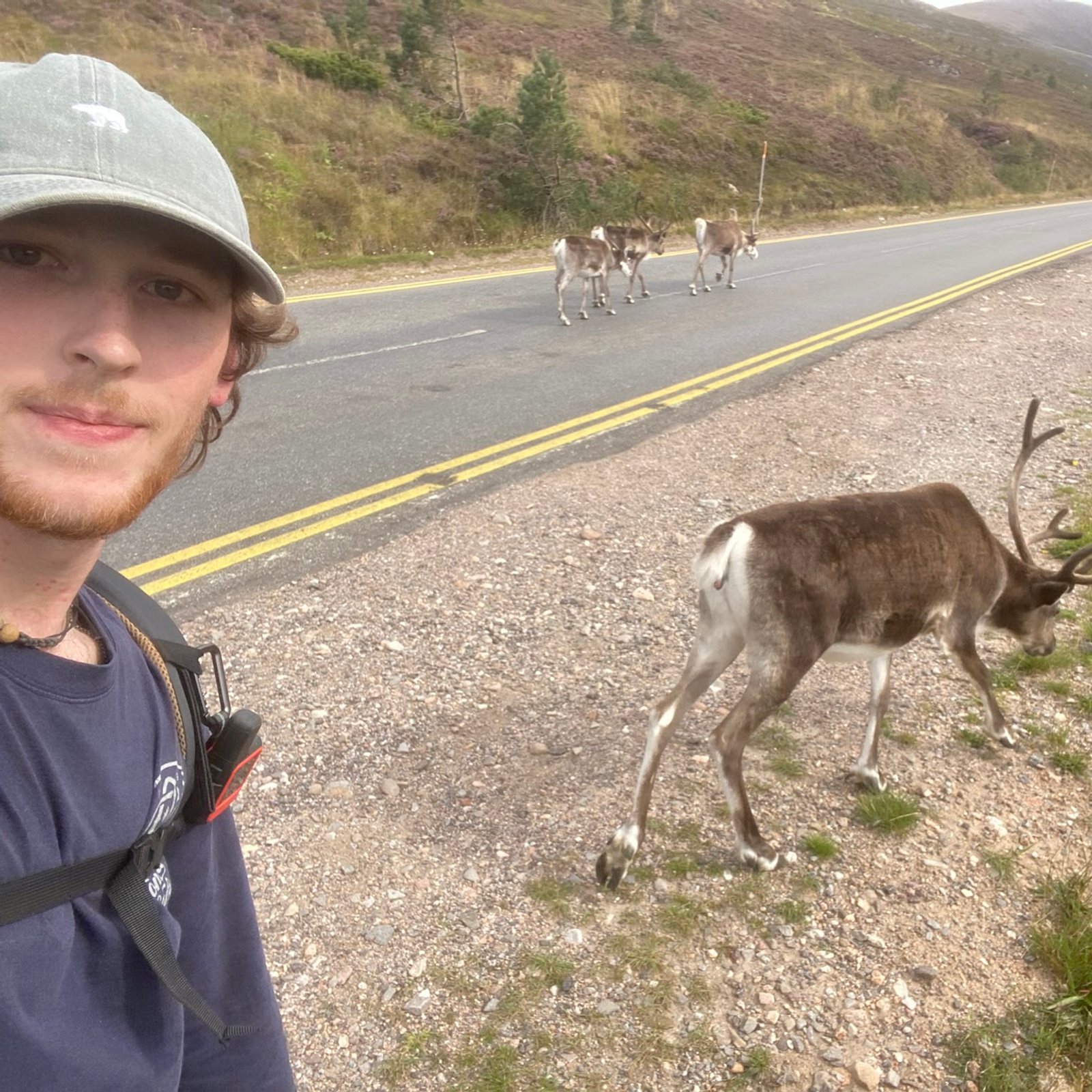 Reindeer crossing a Highland road