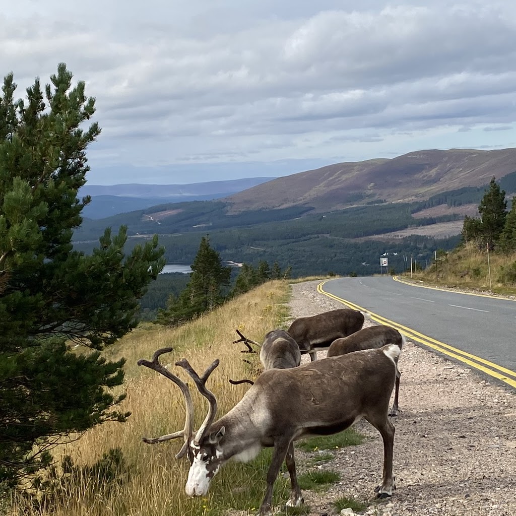 Wild reindeer grazing beside the path