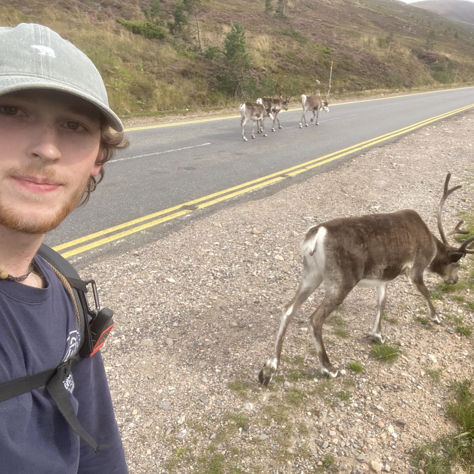 The reindeer herd moving across the hillside
