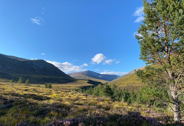 Looking down the Lairig Ghru — heather, pine and distant ridges under a clear sky