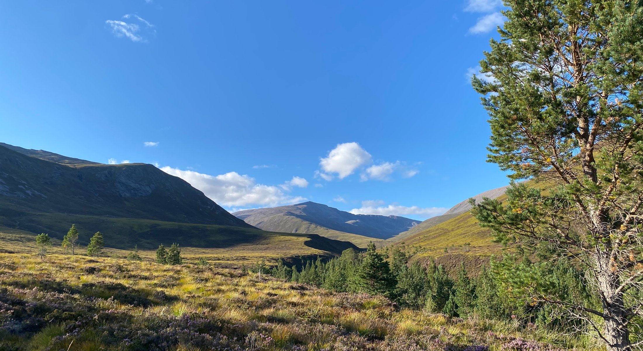 Looking down the Lairig Ghru — heather, pine and distant ridges under a clear sky